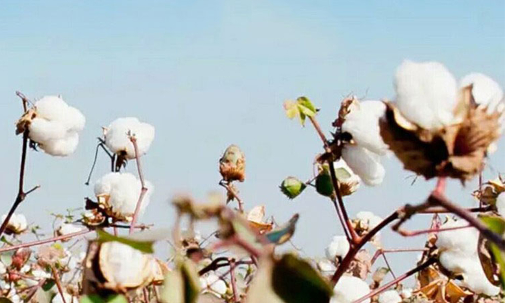 Materials of Medical Cotton Balls